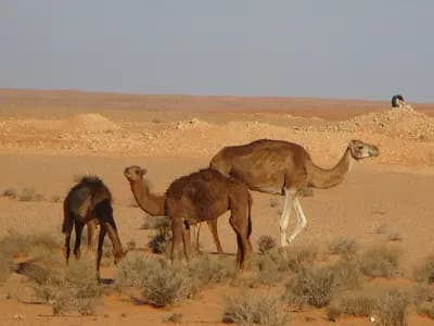ghardaia-loasis-mystique-du-mzab-ghardaia-i3