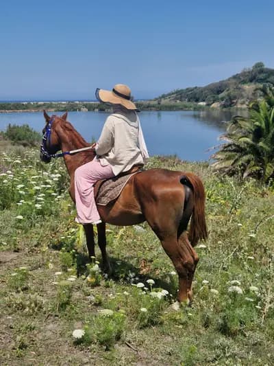 balade-a-cheval-ain-taya-alger-i0
