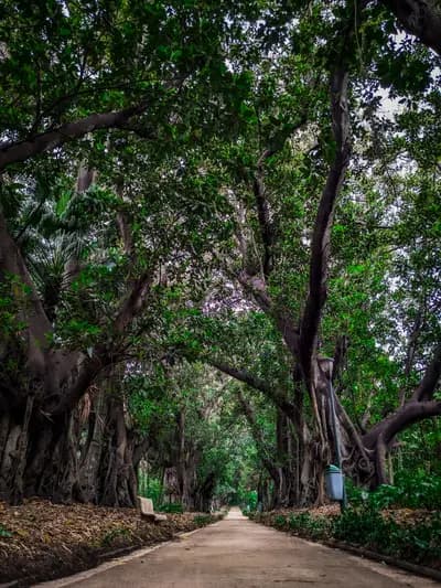 jardin-dessai-du-hamma-alger-i1