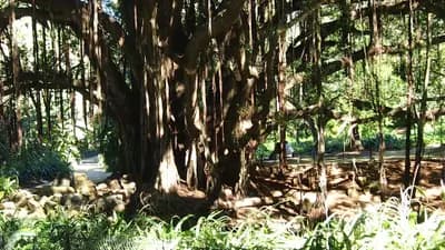 jardin-dessai-du-hamma-alger-i4