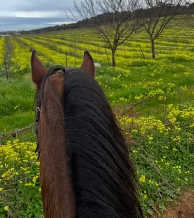 balade-a-cheval-a-tipaza-tipaza-i6