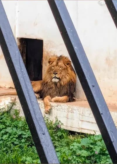 parc-zoologique-de-ben-aknoun-alger-i0