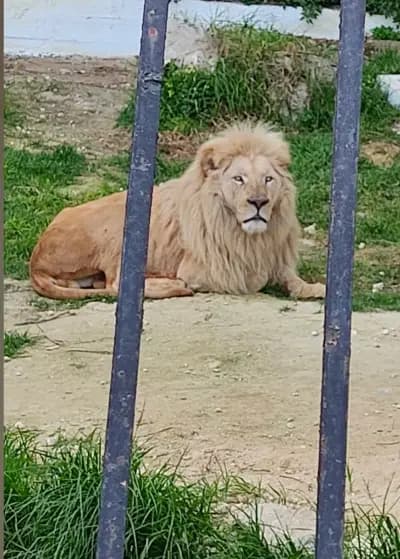 parc-zoologique-de-ben-aknoun-alger-i3