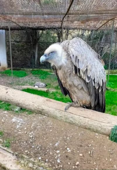 parc-zoologique-de-ben-aknoun-alger-i4