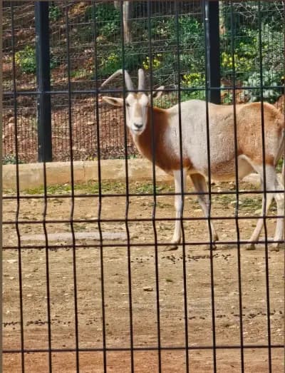 parc-zoologique-de-ben-aknoun-alger-i7