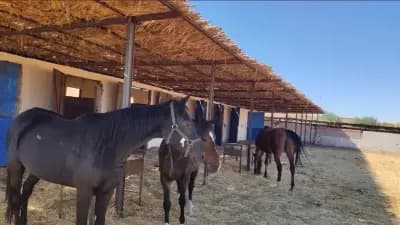 ferme-habib-ghardaia-ghardaia-i7