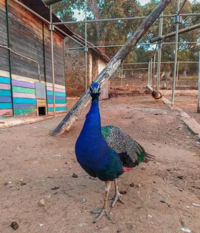 parc-animalier-de-kissir-a-el-aouana-jijel-i1
