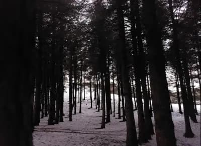 foret-noire-de-chrea-blida-i0