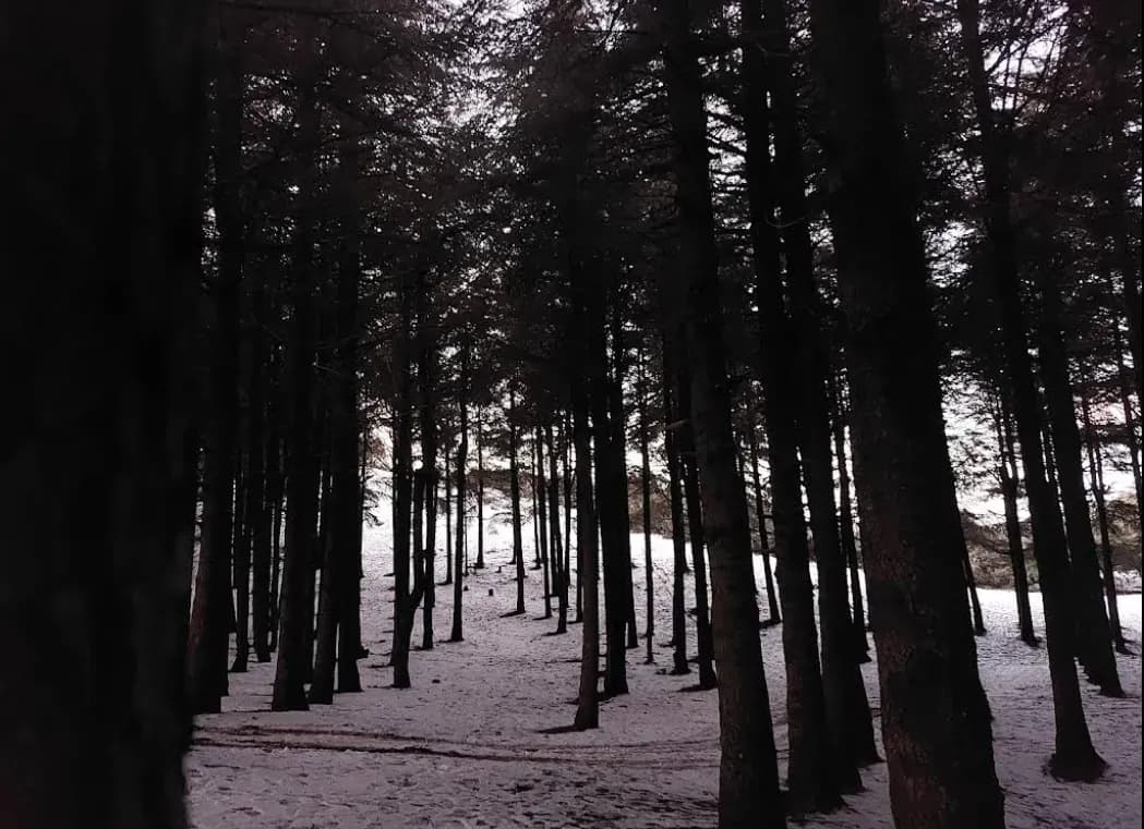 Forêt Noire de Chréa