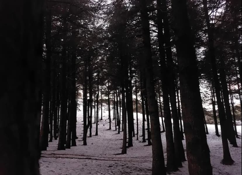 Forêt Noire de Chréa