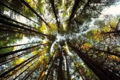 foret-noire-de-chrea-blida-i1