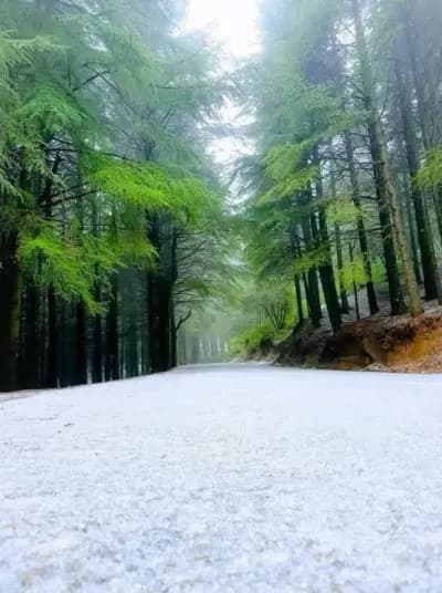 foret-noire-de-chrea-blida-i2