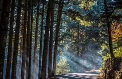 foret-noire-de-chrea-blida-i3