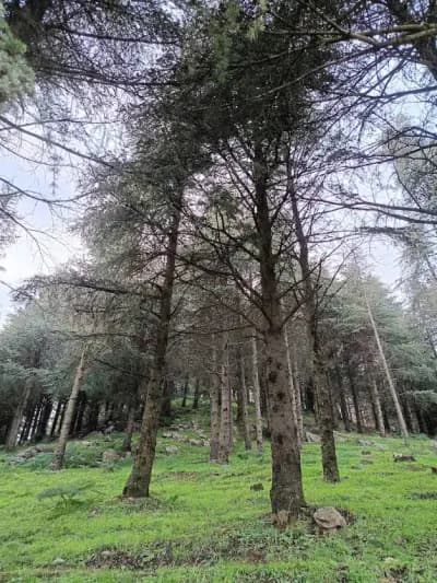 tazarine-perle-naturelle-de-blida-blida-i2