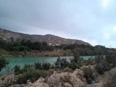 foret-de-quiza-or-mostaganem-mostaganem-i0