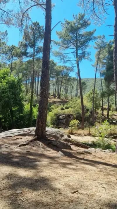 foret-de-quiza-or-mostaganem-mostaganem-i1