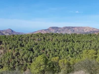 foret-de-quiza-or-mostaganem-mostaganem-i2