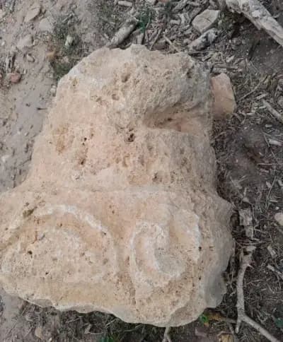 foret-de-quiza-or-mostaganem-mostaganem-i3