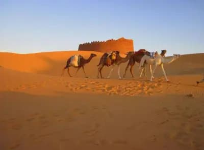 ksar-draa-moire-oasienne-du-saharame-adrar-i0