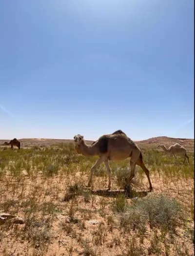 place-de-lindependance-de-timimoun-adrar-i1