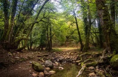 foret-de-tabola-jijel-i0