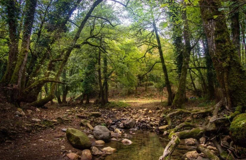 Forêt de Tabola