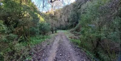 foret-de-tabola-jijel-i1