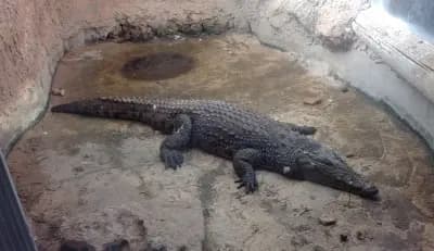 parc-aux-reptiles-daziz-hadj-issa-ghardaia-i2