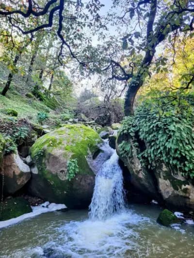 foret-machrouha-or-souk-ahras-souk-ahras-i0