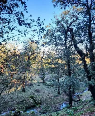 foret-machrouha-or-souk-ahras-souk-ahras-i1