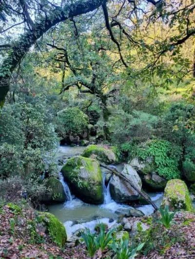 foret-machrouha-or-souk-ahras-souk-ahras-i2
