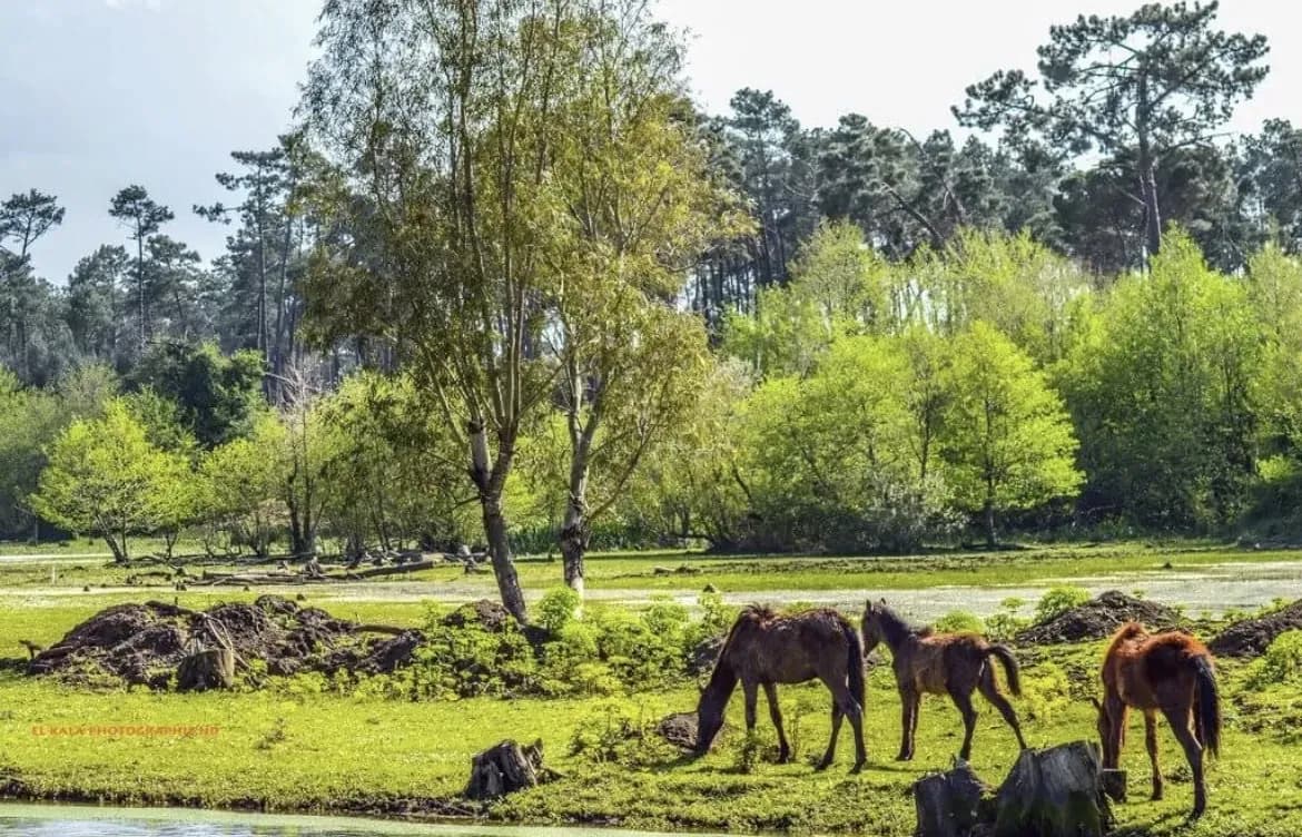 El Kala National Park
