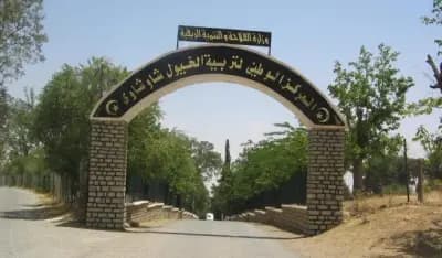 jumenterie-de-chaouchaoua-tiaret-i1