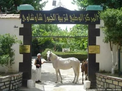 jumenterie-de-chaouchaoua-tiaret-i4