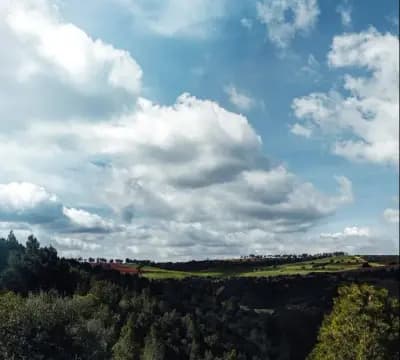 foret-de-garboussa-tiaret-i1