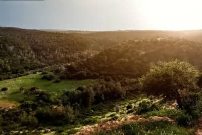 foret-de-garboussa-tiaret-i2