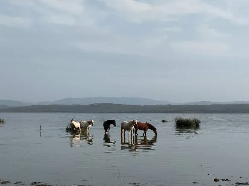 Lac Oubeïra, trésor naturel d’El Tarf