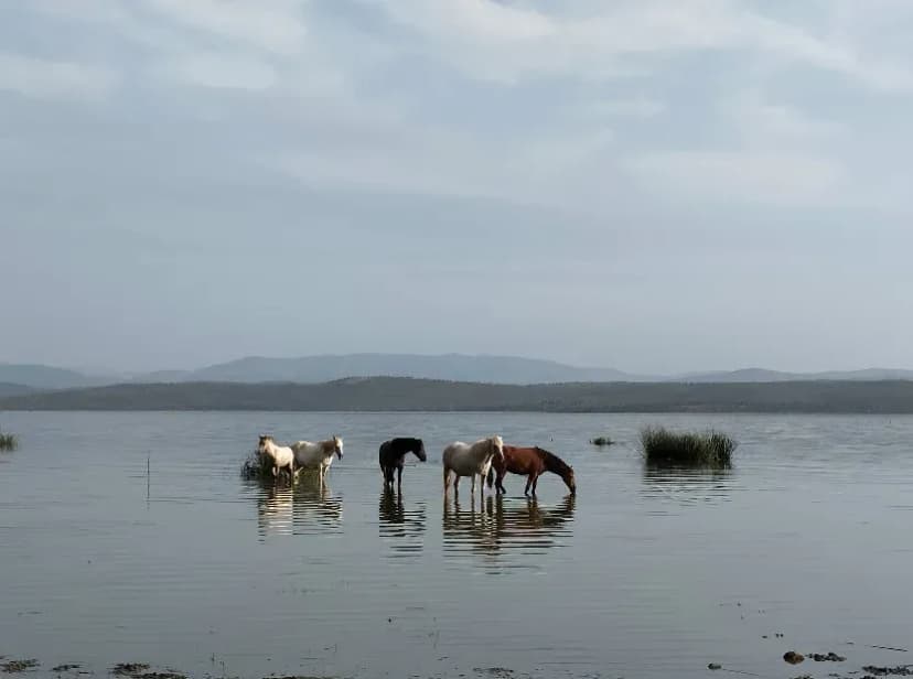 Lac Oubeïra, trésor naturel d’El Tarf