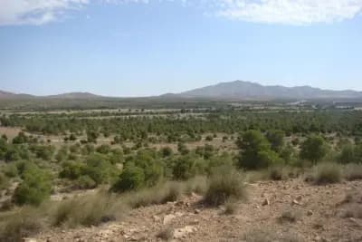 ghazal-djelfa-i1