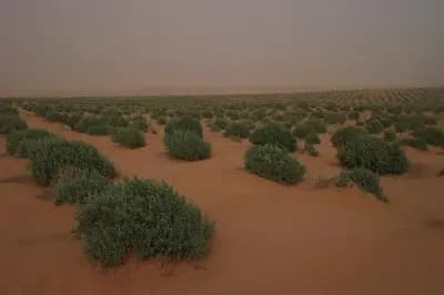 ghazal-djelfa-i2