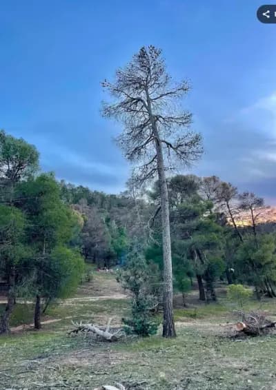 foret-de-senalba-djelfa-i2
