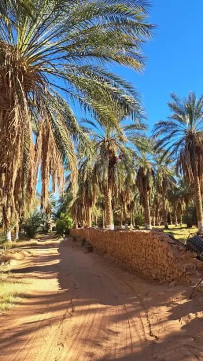 dunes-de-sable-or-biskra-biskra-i0