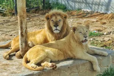 parc-animalier-el-brabtia-del-kala-el-tarf-i0