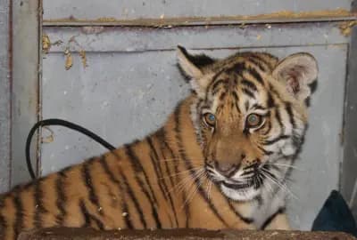 parc-animalier-el-brabtia-del-kala-el-tarf-i1