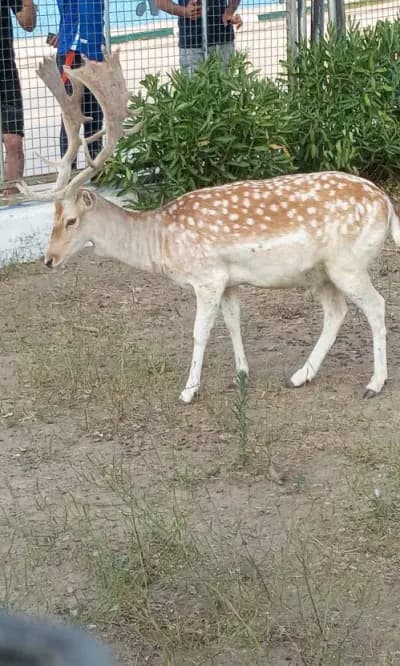 parc-animalier-el-brabtia-del-kala-el-tarf-i4