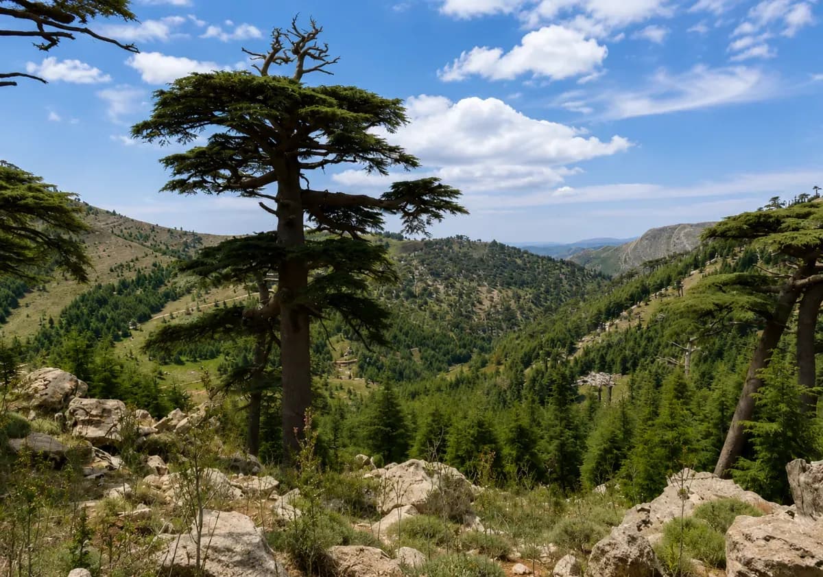Chélia, sommet majestueux des Aurès