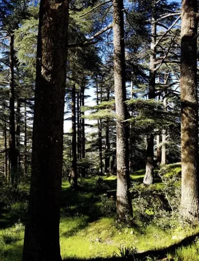 parc-national-de-theniet-el-had-tissemsilt-i2