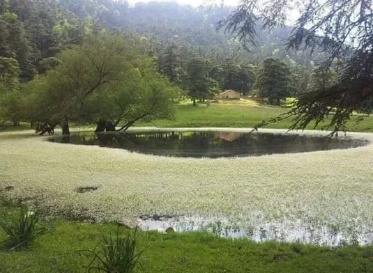 Forêt des Pins d’Algérie, havre naturel