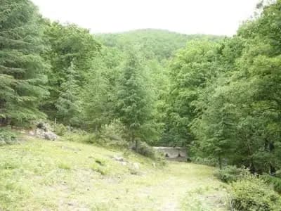 foret-el-ma-el-bared-jijel-i1
