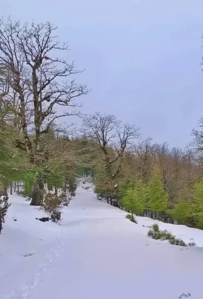 foret-el-ma-el-bared-jijel-i4